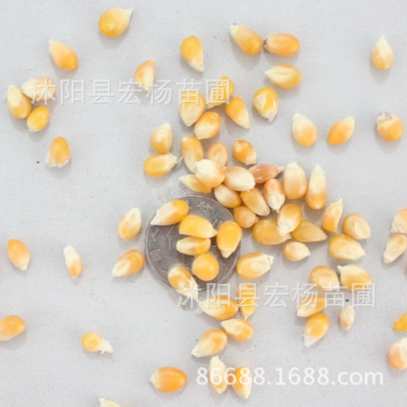 Семена кукурузы Фруктовая Кукуруза Радужная Кукуруза Сладкие восковые семена кукурузы