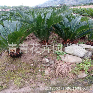 �������� �������l���̾G�����F�丣���K�F