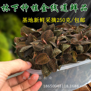 ������ɏ���·Nֲ��ɏ�N�������ɏ�rƷ250�˰��]