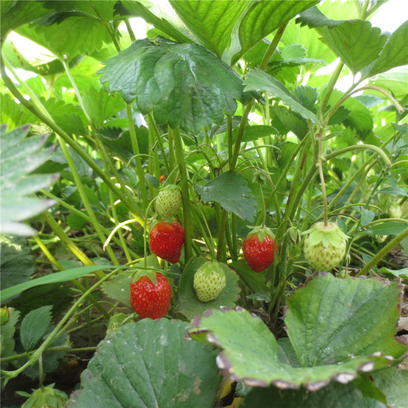 红颜草莓苗哪里好 河南红颜草莓苗基地 焦作大棚红颜草莓苗价格