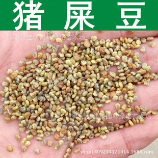 �iʺ���N�� �E�A�~�iʺ�� �A�~�iʺ�� Ʒ�N�S�C 1��=1��