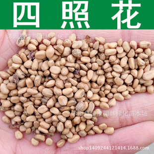 ��ľ�N�� ���ջ��N�� ɽ��֦ ʯ�� ��÷�N�� 1��=1��