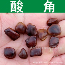 林木种子 酸角种子 甜目坎 酸豆种子 酸梅 通血图种子 1件=1斤
