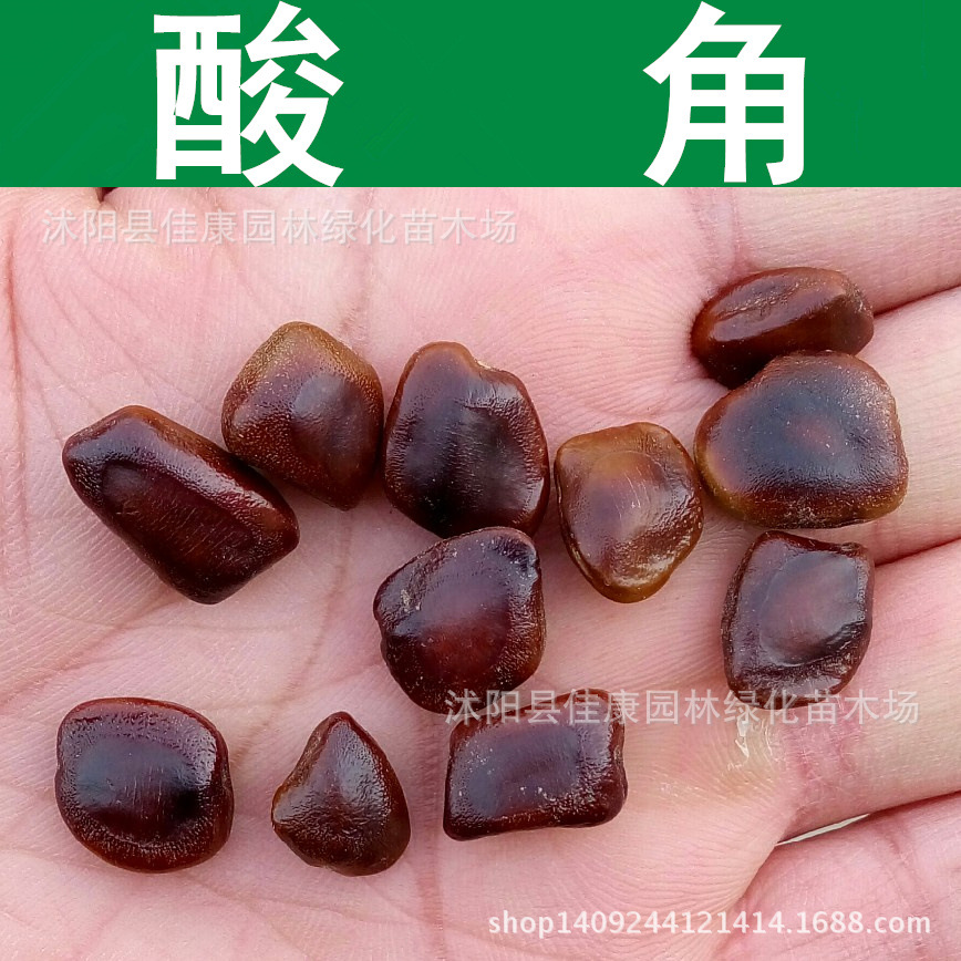 林木种子 酸角种子 甜目坎 酸豆种子 酸梅 通血图种子 1件=1斤