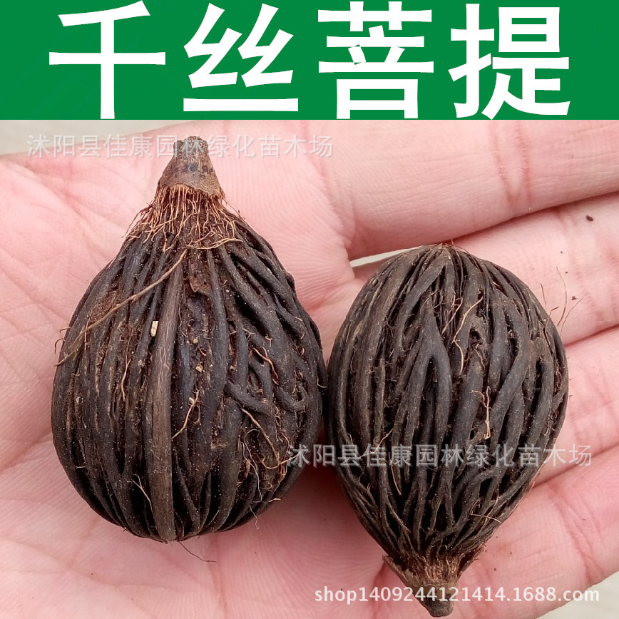 林木种子 狐尾椰子种子 千丝菩提种子 千丝果 行道树种