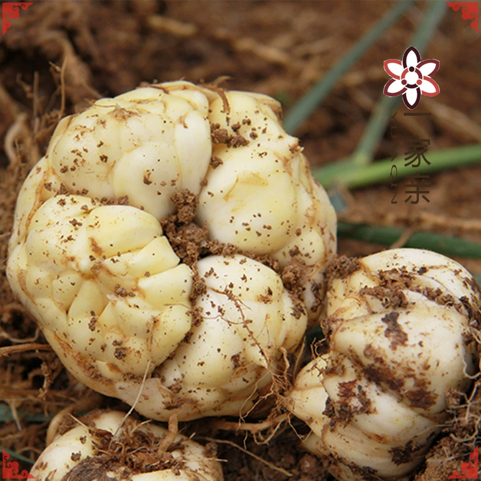 Новинка 2025 года: Свежие луковицы ландыша лонгшань из Хунани (лекарственный и пищевой ландыш), [Свежие·Одиночные головки]