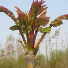 北京大棚香椿苗怎样种植  适合北方温室大棚种植红油香椿苗