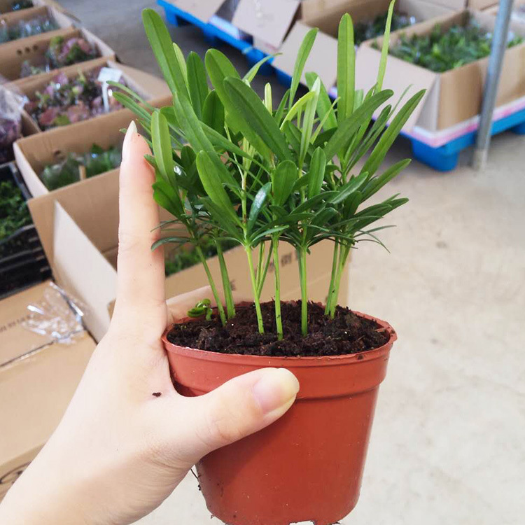 [Direct supply of the base] Wholesale Taiwan Luohan Song (90) Green…