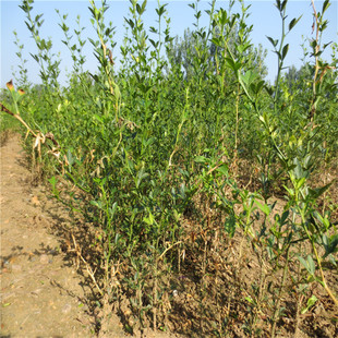 ������������� 2025�ꎧ���ך���������r�� �ָ�ռľ