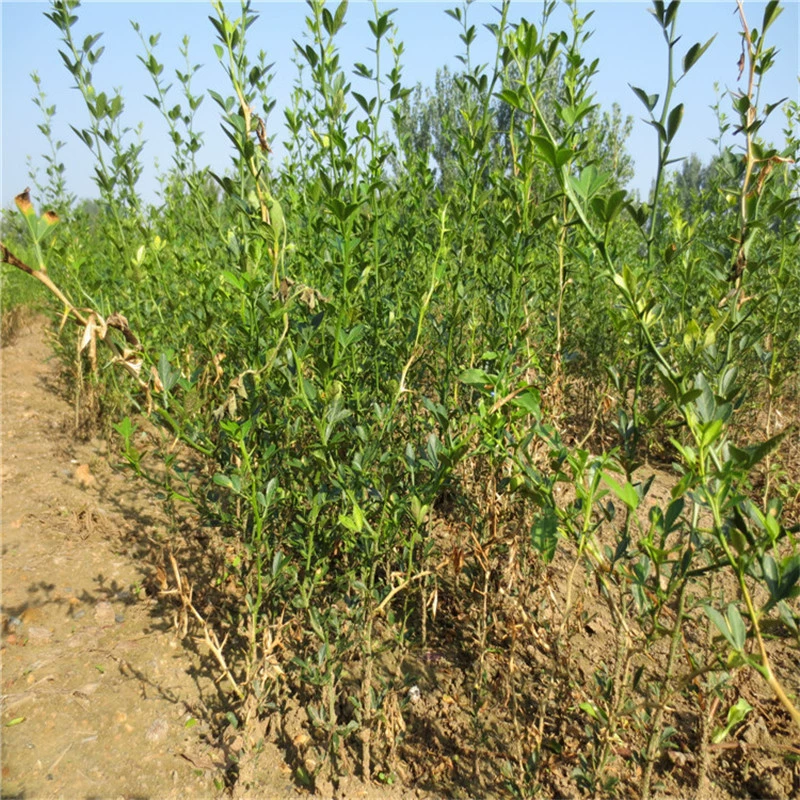 Тренды цен на саженцы шиповника (Wo Gan Zhan Mu) от питомника Yulin Quju на 2025 год