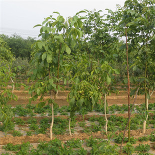 ���wռ��3���ֺ����� ���wռ��4���ֺ��Ҙ��� ռ��5���ֺ��Ҙ���