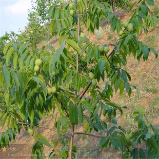 �޽ӱ�Ƥ���Ҙ���r�� ����������Xһ�� 80���׺�����