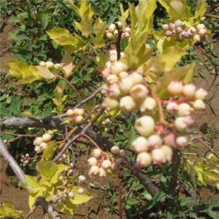 �����{ݮ�� �{�S�{ݮ�����l�r�� ̩�_�@ˇ������{ݮ��