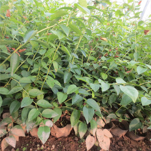 ��������3���ȸ�{ݮ�� �����{ݮ��r�� ���I�B���{ݮ�����