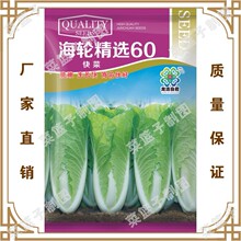 蔬菜种子海伦精选60快菜 盆栽