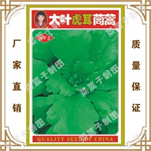 冯子龙厂家直售批零大田基地大棚四季种植  大叶虎耳茼蒿