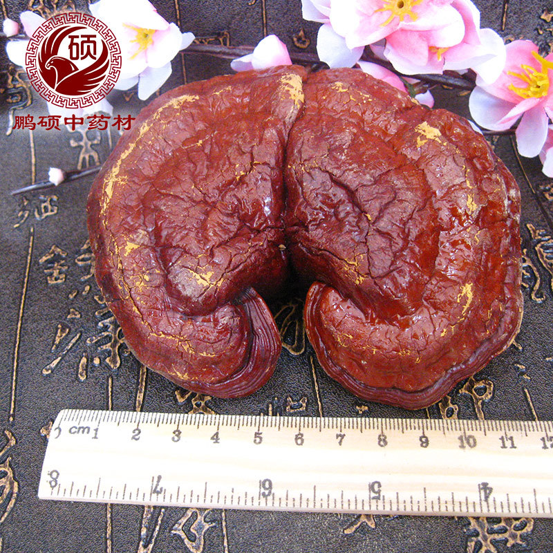 新货灵芝 吉林长白山赤灵芝  整枝平盖紫灵芝 一米大灵芝摆件批发