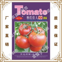 冯子龙种苗公司直售批零大田基地种植蔬菜种子  粉荭佳人88番茄