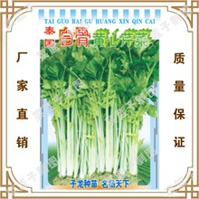 冯子龙厂家直售批零大田基地大棚四季种植   泰园白骨黄心芹菜