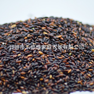 ���l�s�Z��Ŵ�� ��Ʒ�̲�ʳƷѪŴ500g���b�����]���|