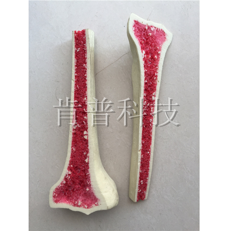 学校医学教材  仿真人骨关节发泡  厂家