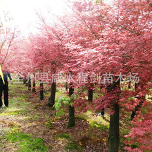 大量供应红枫产地直供胸径3.5.10.15公分广西桂林 基地风景树