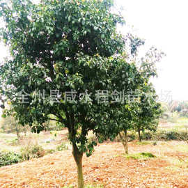 广西四季桂桂花林10-20公分分直径四季桂月月桂贵州乔木