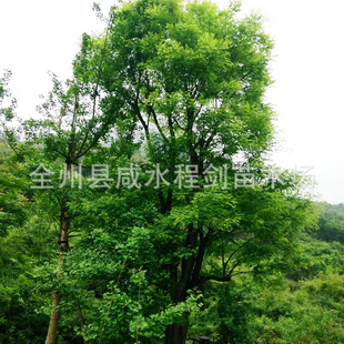 �V������20.25.30.35���ִ����������� ����  ���l��������