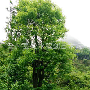 �V�����֮a��ֱ���𻨘� ���¹� ������ �y�Ә� �t���ȾG����