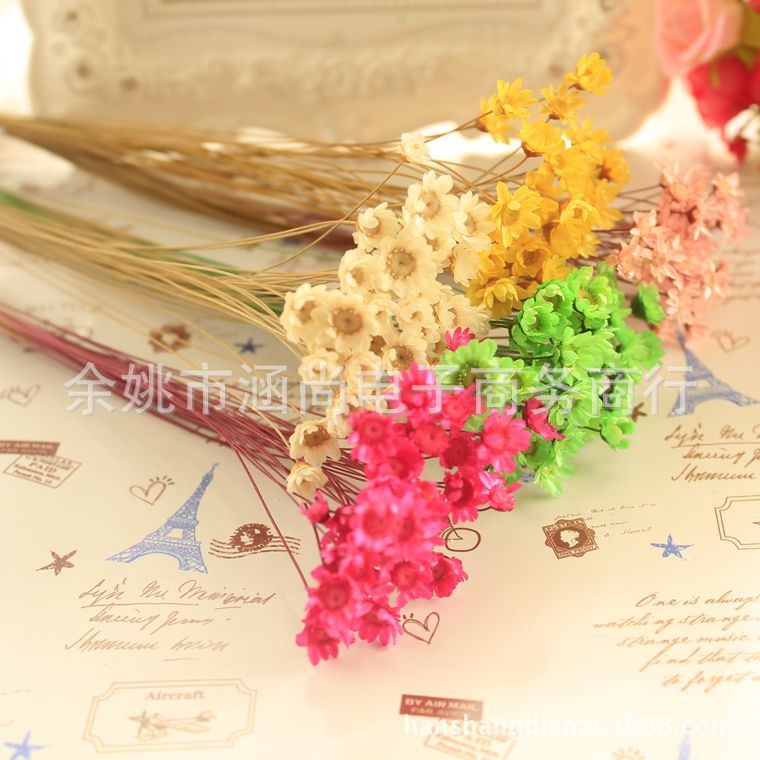 Mini Brasil estrella crisantemo accesorios de tiro flor seca Margarita pequeña flor estrella jalea lápiz labial bola de cristal flor DIY