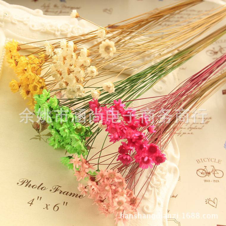 Mini Brasil estrella crisantemo accesorios de tiro flor seca Margarita pequeña flor estrella jalea lápiz labial bola de cristal flor DIY