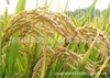 Drought rice early rice late rice stalk rice routine rice seeds, rice seeds, original species