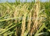 Drought rice early rice late rice stalk rice routine rice seeds, rice seeds, original species