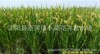 Drought rice early rice late rice stalk rice routine rice seeds, rice seeds, original species