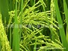 Drought rice early rice late rice stalk rice routine rice seeds, rice seeds, original species