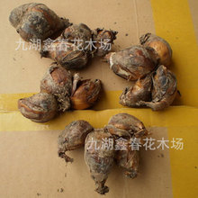 ���lˮ�ɻ�β����⻨����b�໨֦��β�����r�����N�����_��