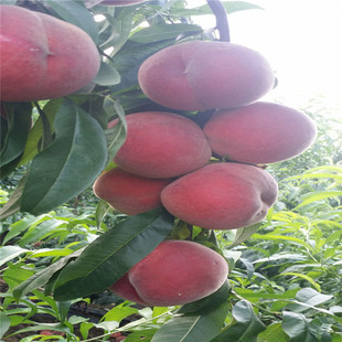 ��ѩ�����Ҙ�����������Ʒ�Nʮһ�·ݳ�������x�˾��Ͷ��������l