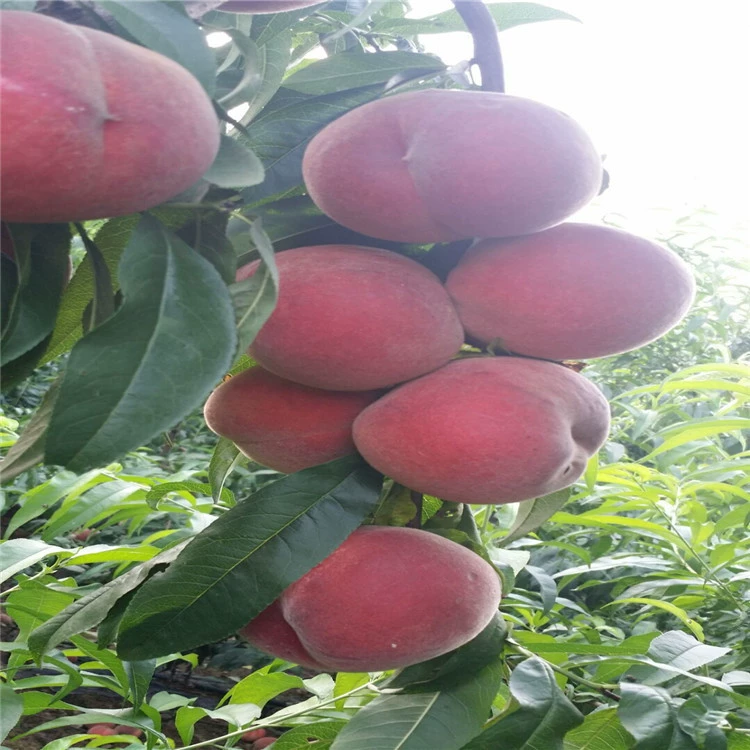 Зимние снежные саженцы персика, новые сорта позднеспелого персика, зрелые в ноябре, хрустящие и сладкие, без семян, позднеспелые зимние саженцы персика оптом
