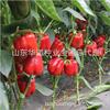 Colorful sweet pepper seeds red color pepper pepper pepper, cubic pepper red Will sweet pepper seed seed seed vegetable seeds