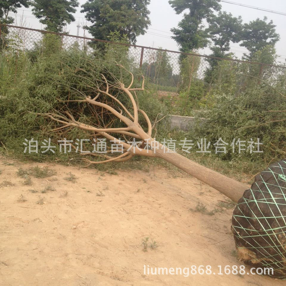 Софора японская Базовая поставка Софора японская во Внутренней Монголии и Софора японская в Шаньси 7-18 см Софора японская