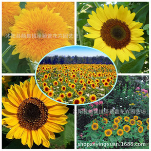 Wholesale of Original High-Yielding Sunflower Seeds, Ornamental and Edible Large Sunflower Seeds, Tall and Short Sunflower Seeds