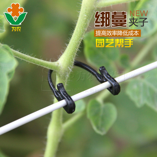 Wholesale grape tie with grape tie buckle buckle and clip vine fixed…