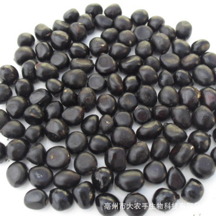 中药材牡丹种子价格 批发牡丹籽 榨油牡丹籽