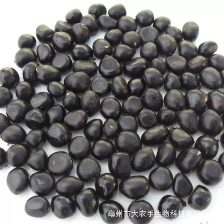 中药材牡丹种子价格 批发牡丹籽 榨油牡丹籽