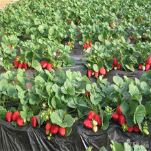 基地批发草莓苗 四季草莓苗奶油红颜草莓苗大棚种植草莓苗
