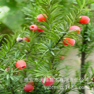 ؁tɼl֦l֦ϡFľeͥԺGֲ辰