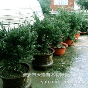 ����ֱ�N���؁��t��ɼ2�깫��С��20-30cm �҃��b������^�p�Gֲ