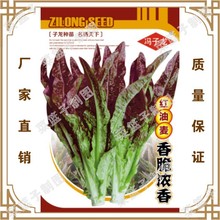 蔬菜种冯子龙厂家直售批零大田基地大棚四季种植 红油麦香脆浓香