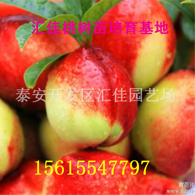 湖南基地种植油桃苗品种 油桃苗的栽培技术 2017油桃苗批发价格