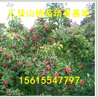 山东出售山楂苗 3公分的山楂苗多少钱 品种大金星山楂苗